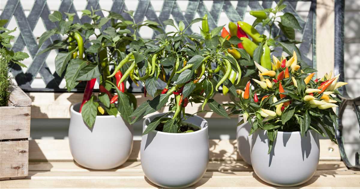 Ein ganzer Garten auf dem Balkon Gärtnern auf kleinstem Raum Der