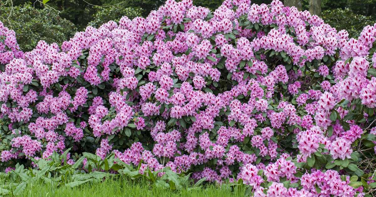 Ein RhododendronSpezial Der Holländer Pflanzencenter