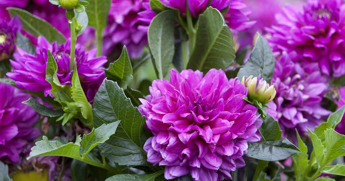 Dahlien pflanzen Der Holländer Pflanzencenter