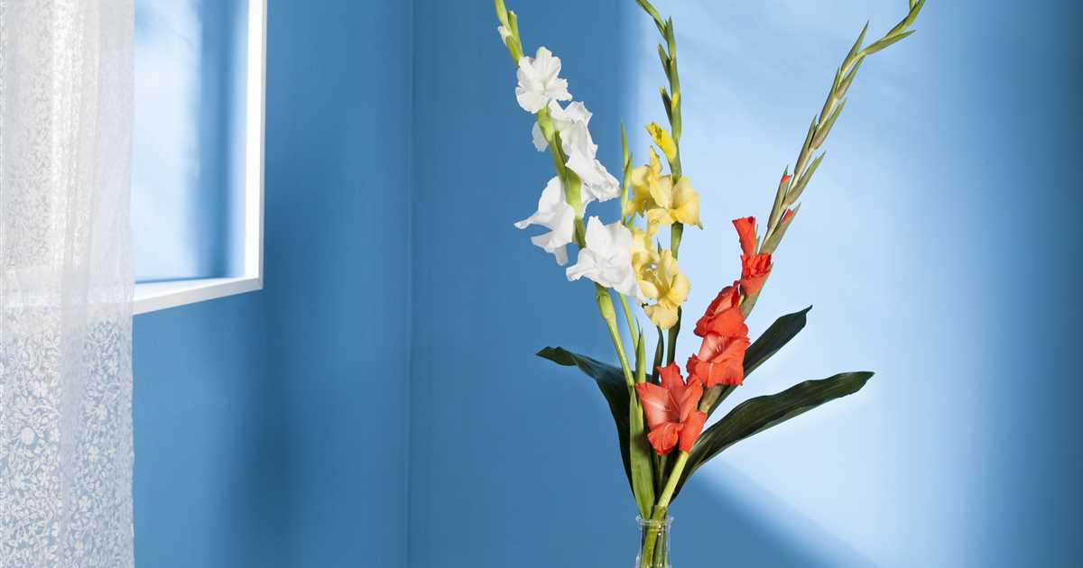 Gladiolen für die Vase Der Holländer Pflanzencenter