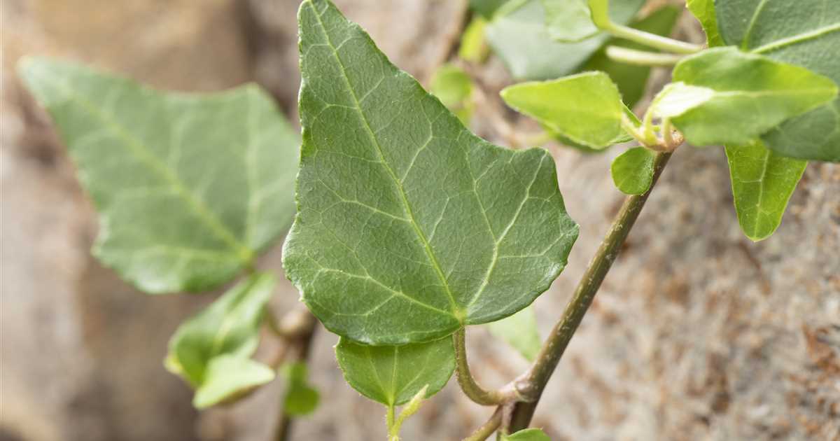 Hoch hinaus Kletter und Schlingpflanzen verschönern den Garten Der