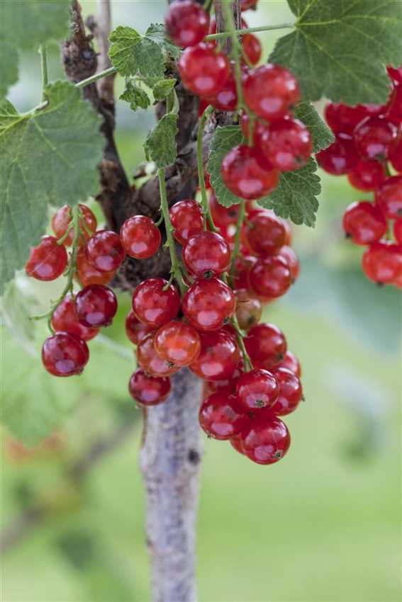 Johannisbeeren vermehren Der Holländer Pflanzencenter