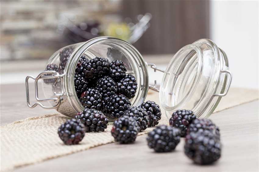 Obst im Kübel Brombeeren Der Holländer Pflanzencenter