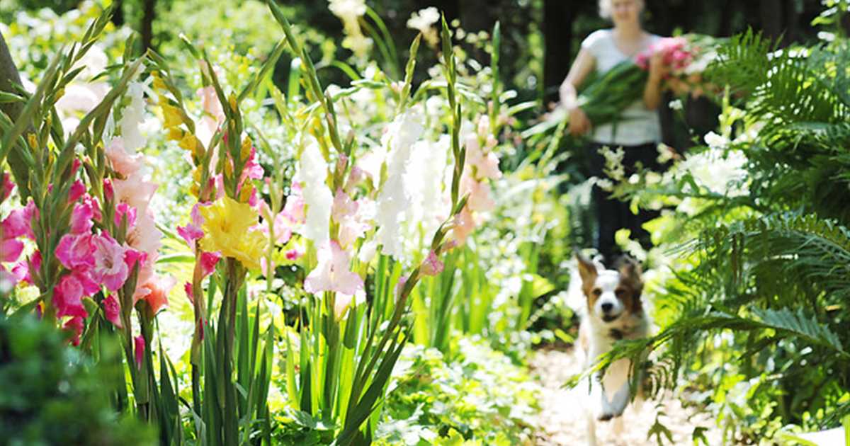 Die schönsten Blumen kommen aus dem eigenen Garten Der Holländer