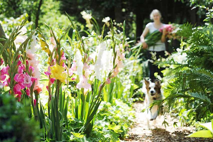 Die Schonsten Blumen Kommen Aus Dem Eigenen Garten Der Hollander Pflanzencenter
