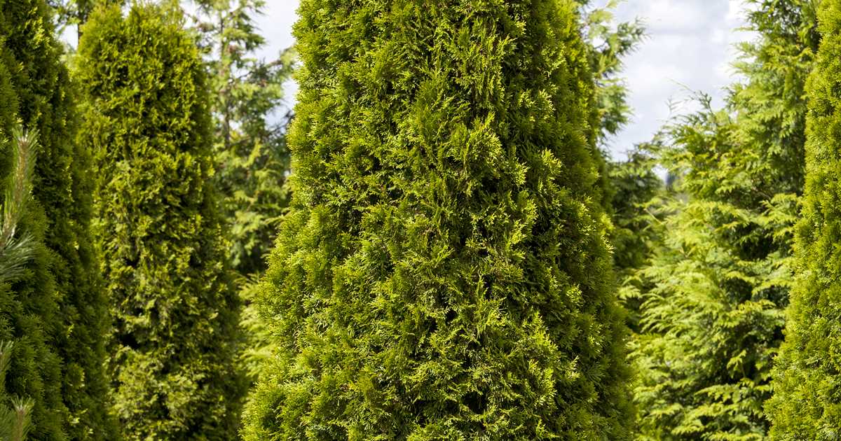 Thuja occidentalis 'Smaragd' Der Holländer Pflanzencenter