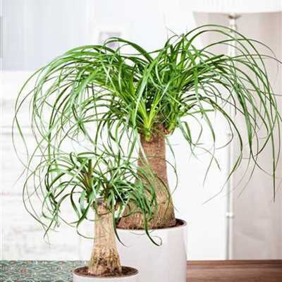 Yuccapalmen Richtig Schneiden Und Stutzen Youtube Yuccapalmen Richtig Schneiden Und Stutzen Youtube