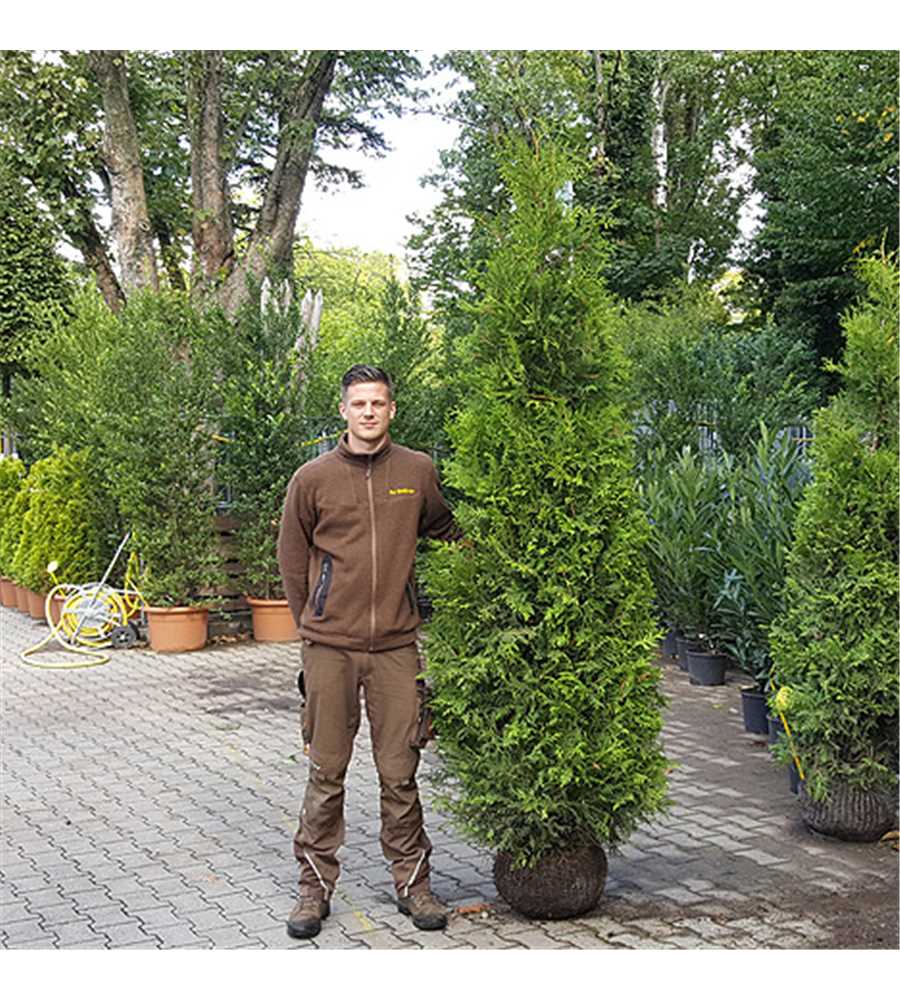 Thuja occidentalis 'Brabant' Der Holländer Pflanzencenter