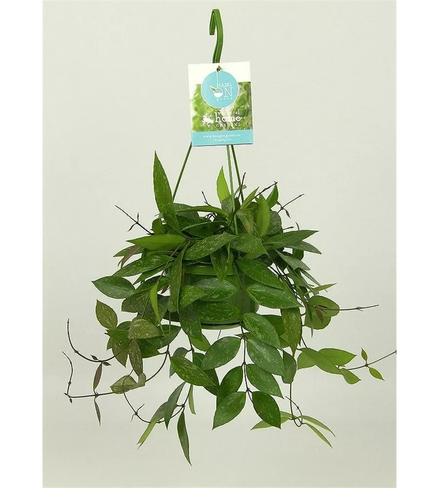 Hoya Plant Memoria, pflegeleicht + blühfreudig ;- Traumblüten! 