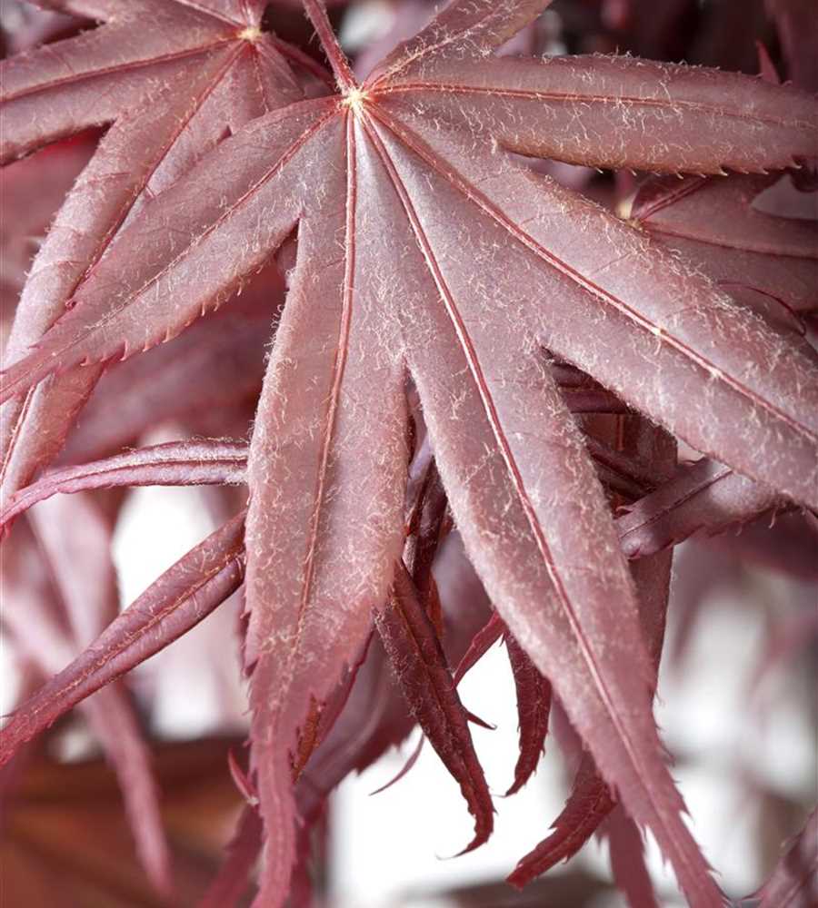 Acer palmatum 'Bloodgood', Roter Fächer-Ahorn - Der Holländer