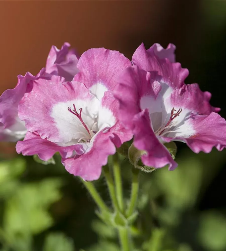 Pelargonium grandiflorum, Englische Geranie Der Holländer Pflanzencenter