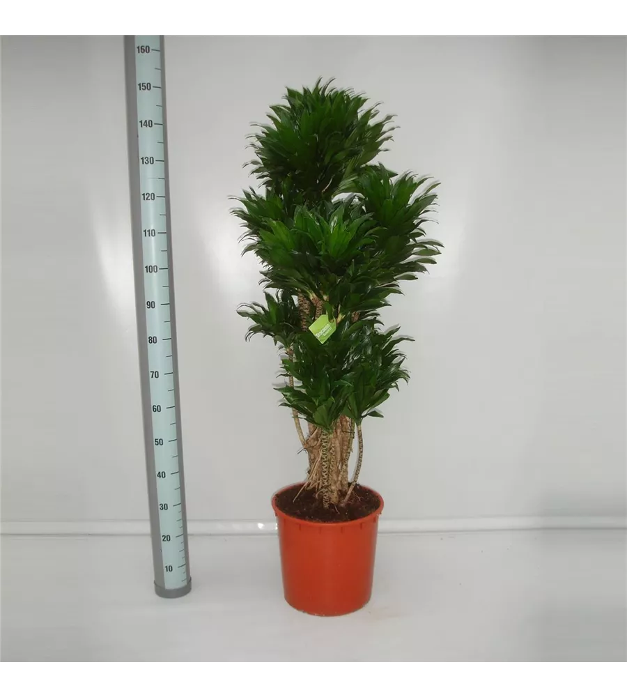/ Dracaena comp.Compacta,Drachenbaum,Drachenlilie 60cm Zimmerpflanze 