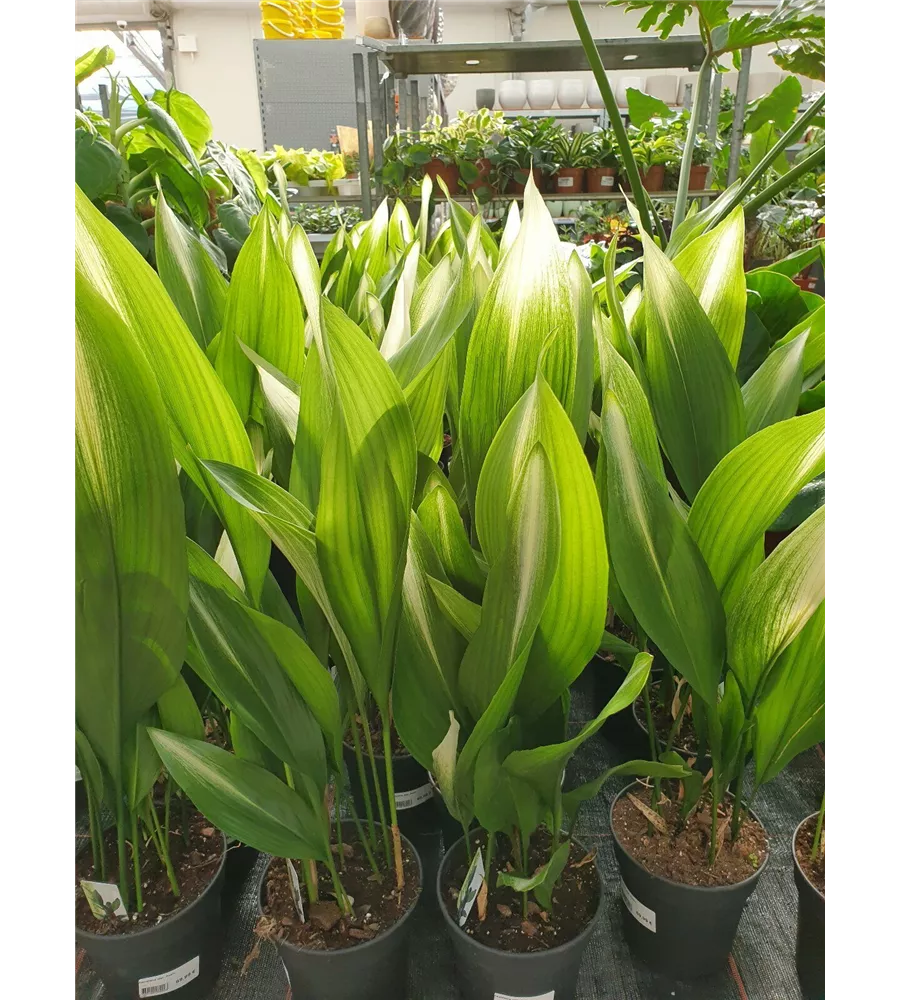 Schusterpalme Asahi variegata, Aspidistra elatior - Der Holländer ...