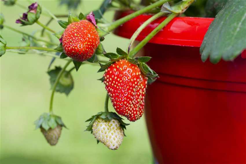 Erdbeeren im Topf ziehen Der Holländer Pflanzencenter