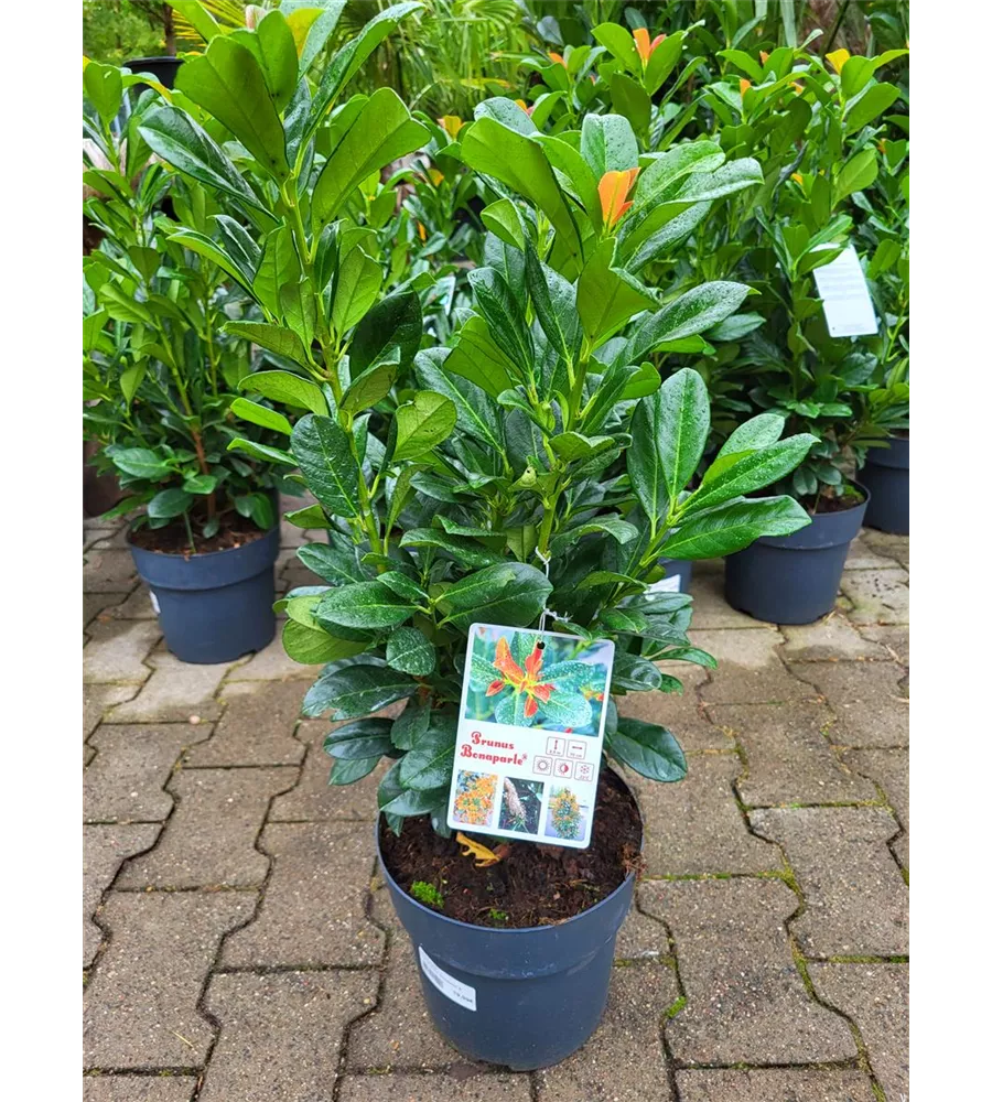 Prunus lauroc.'Bonaparte', Kirschlorbeer Der Holländer Pflanzencenter