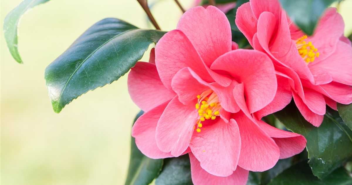 31+ Wann Blühen Kamelien, Die blüte der kameli beginnt meist im mai.