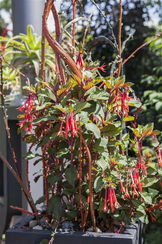 Fuchsien überwintern - Der Holländer Pflanzencenter