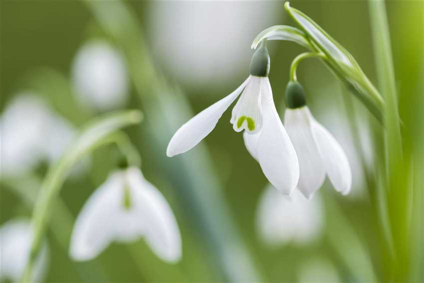 Schneeglöckchen richtig pflanzen Der Holländer Pflanzencenter
