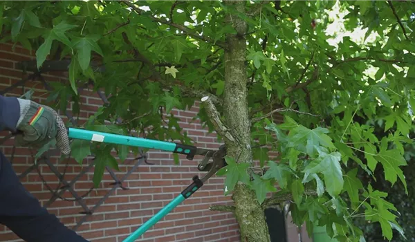 Laubgehölz - Zurückschneiden im Herbst