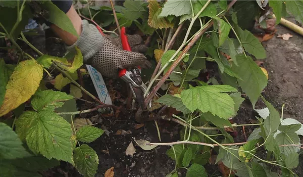 Himbeeren - Zurückschneiden im Herbst
