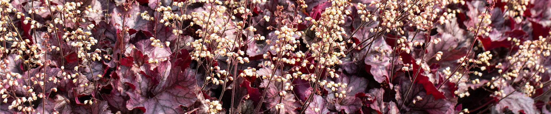 Heuchera 'Rex Purple' Heuchera 'Rex Purple'