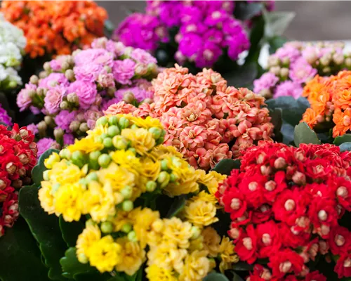 Kalanchoe pflanzen und Blüten im Winter genießen
