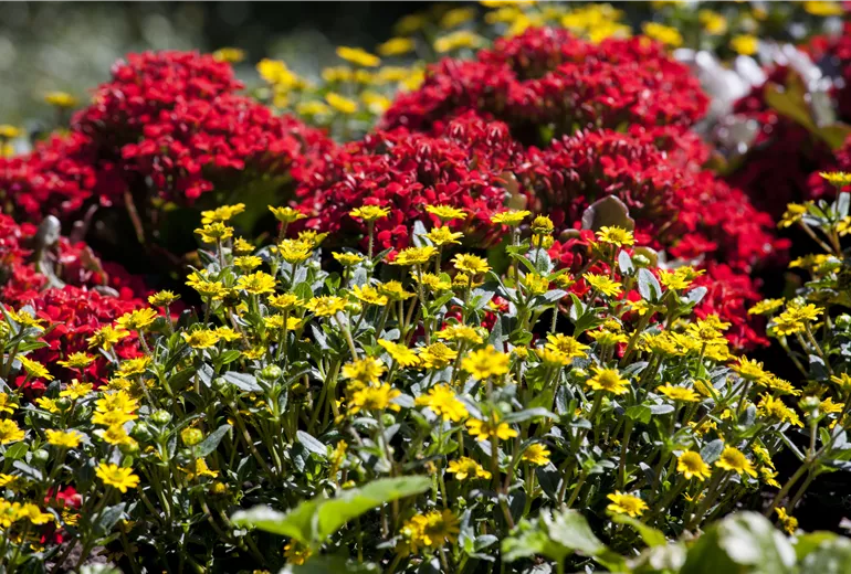 Kalanchoe blossfeldiana mit Sanvitalia procumbens
