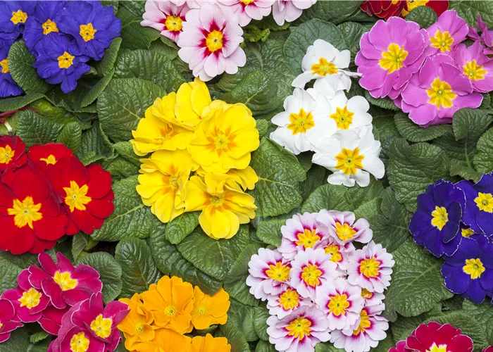 Primeln als unschlagbare Blütenstars im Frühling