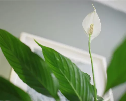 Zimmerpflanzenportrait - Einblatt