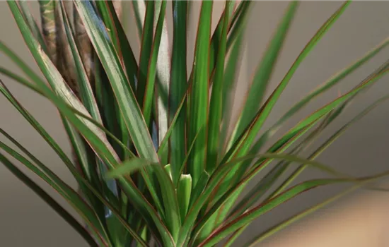 Zimmerpflanzenportrait - Drachenbaum