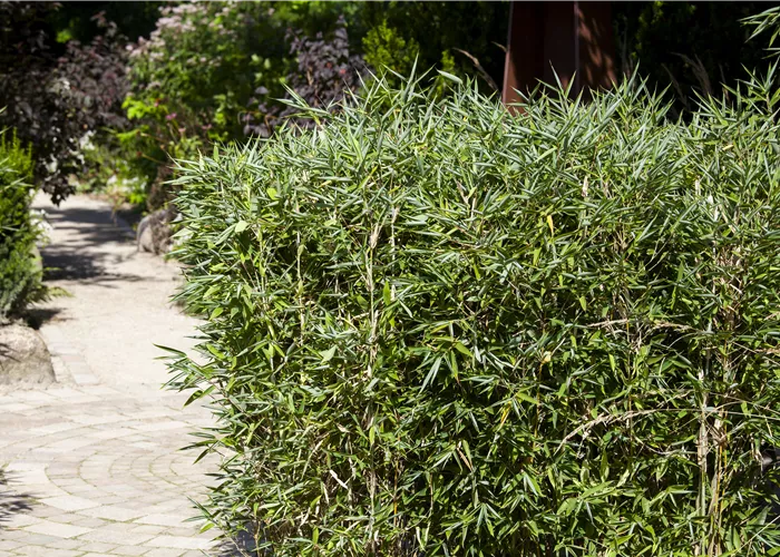 Bambus kaufen und einen Hauch Fernost genießen