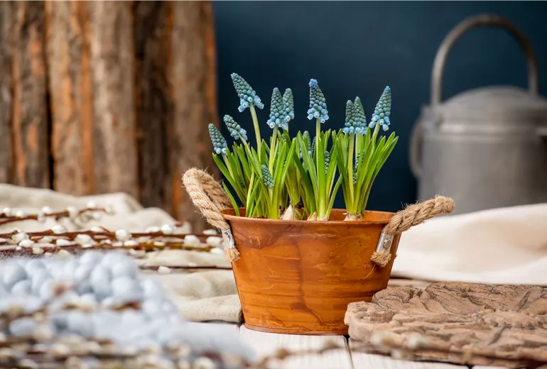 Frühblüher - Traubenhyazinthen im Ambiente