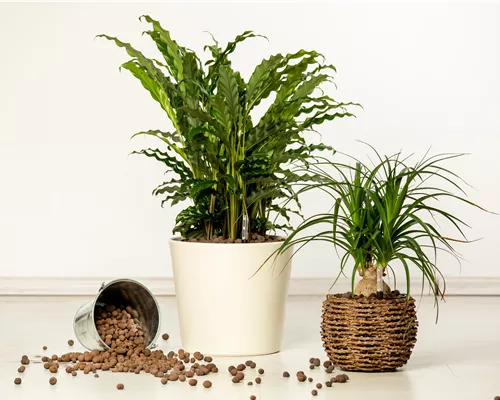 Hydrokultur – ideal als Alternative zur Aufzucht im Erdboden