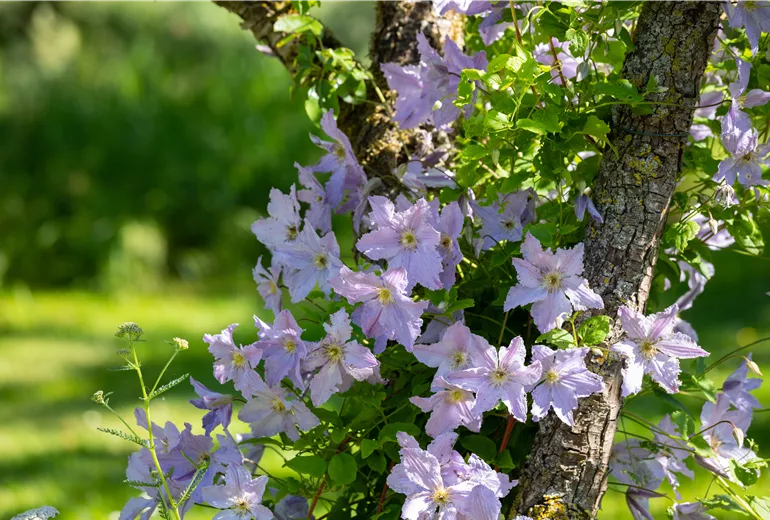 Clematis, lila