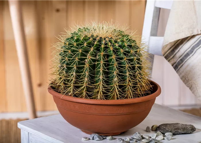 Kakteen und Sukkulenten kaufen für ein tolles Klima Kakteen und Sukkulenten kaufen für ein tolles Klima