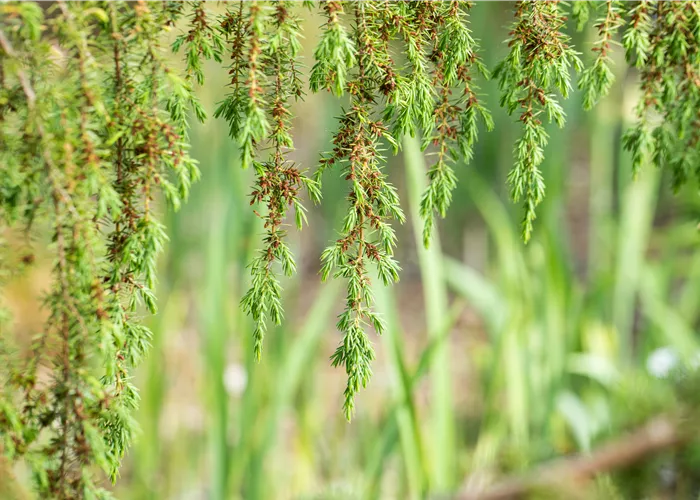 Nadelgehölze pflegen und damit gesund und frisch halten
