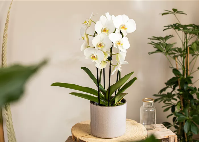 Die beliebtesten Orchideen für echte Pflanzenfans Die beliebtesten Orchideen für echte Pflanzenfans