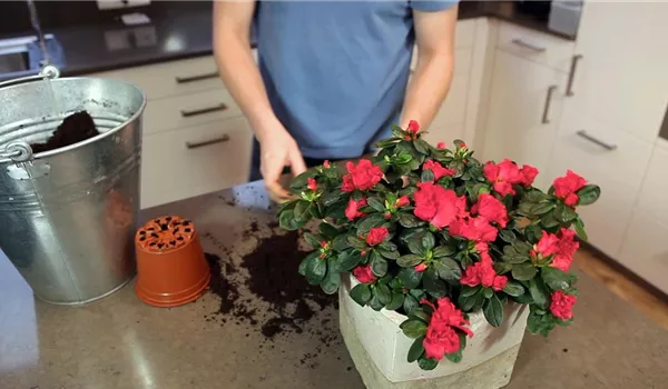 Azalee - Einpflanzen in ein Gefäß