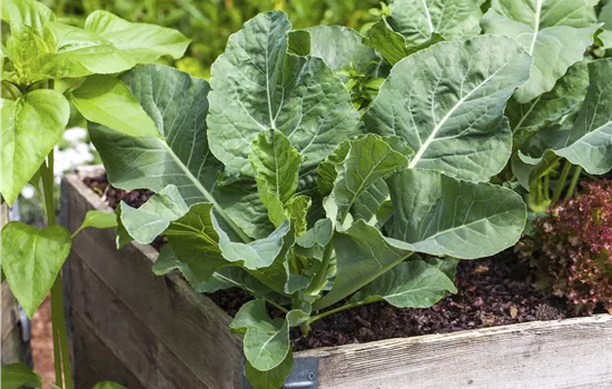 Darauf ist bei der Pflanzenpflege im Hochbeet zu achten