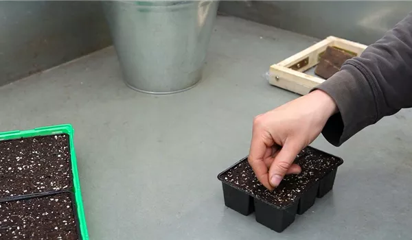 Zwergastern - Aussäen von Samen