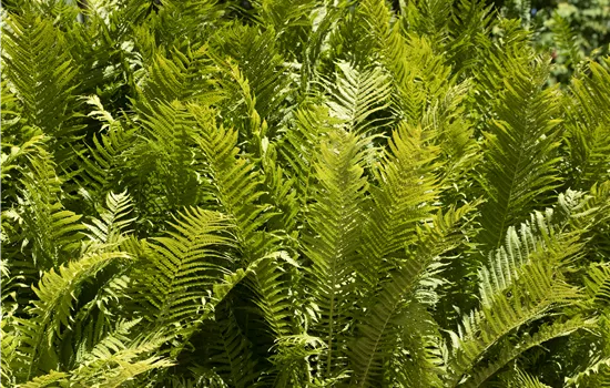 Farne im Garten als grüne Highlights im Schatten