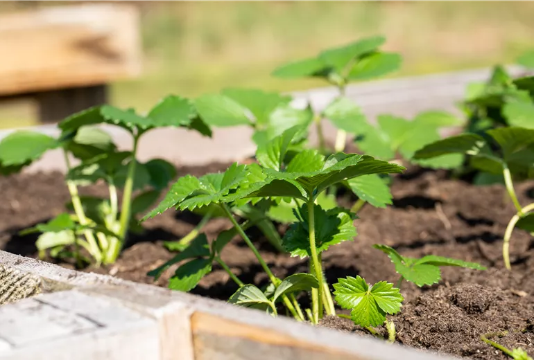 Erdbeerpflanzen im Hochbeet