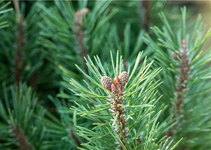 Die passenden Nadelgehölze für jeden Standort im Garten