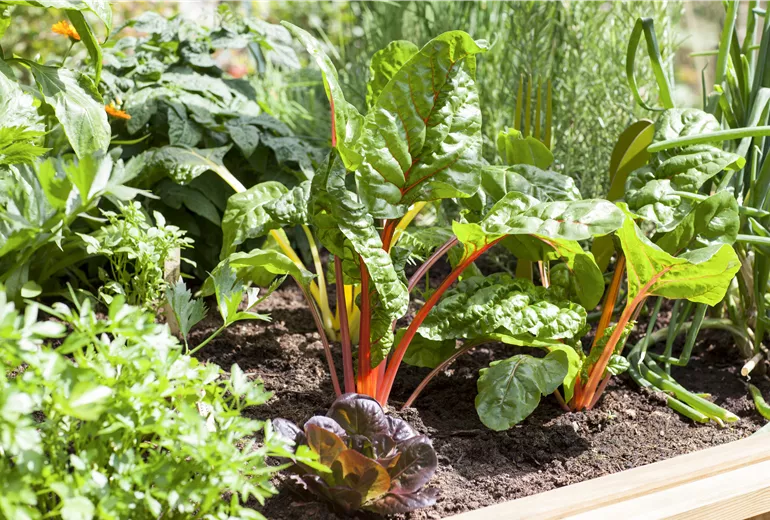 Beta vulgaris var. cicla