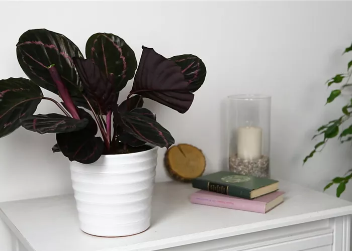 Korbmarante - Einpflanzen in ein Gefäß