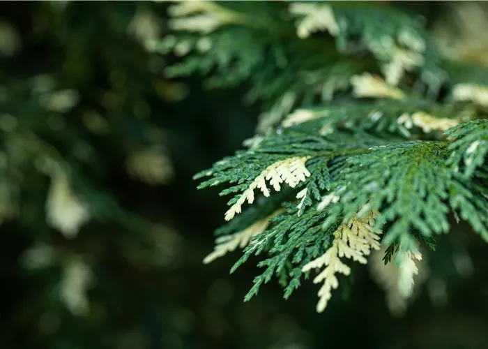 Nadelgehölze kaufen und das ganze Jahr Farbe genießen