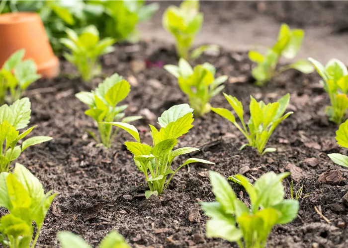 Aromatische Gartengestaltung mit Gemüse und Kräutern