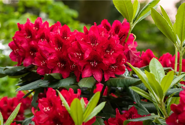 Rhododendron 'Aeschbacher´s Rubin'