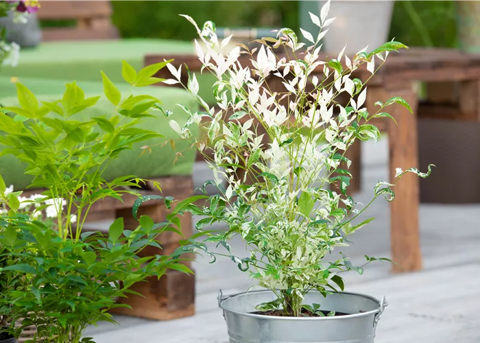 Bambus pflegen und Garten und Balkon verschönern