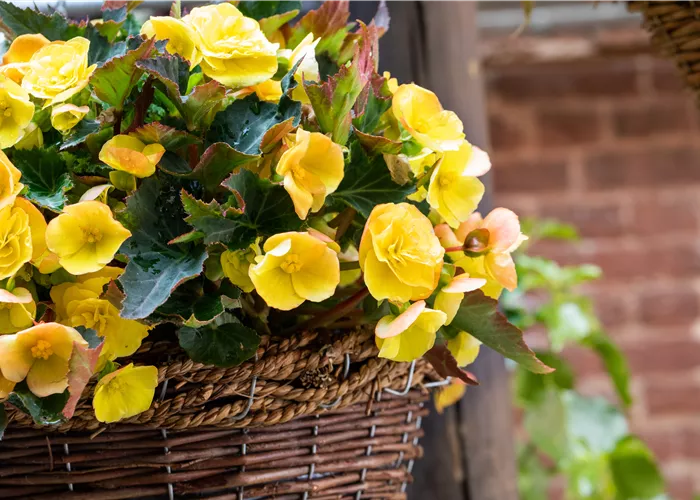 Begonien pflanzen und pflegeleichte Blüten bewundern